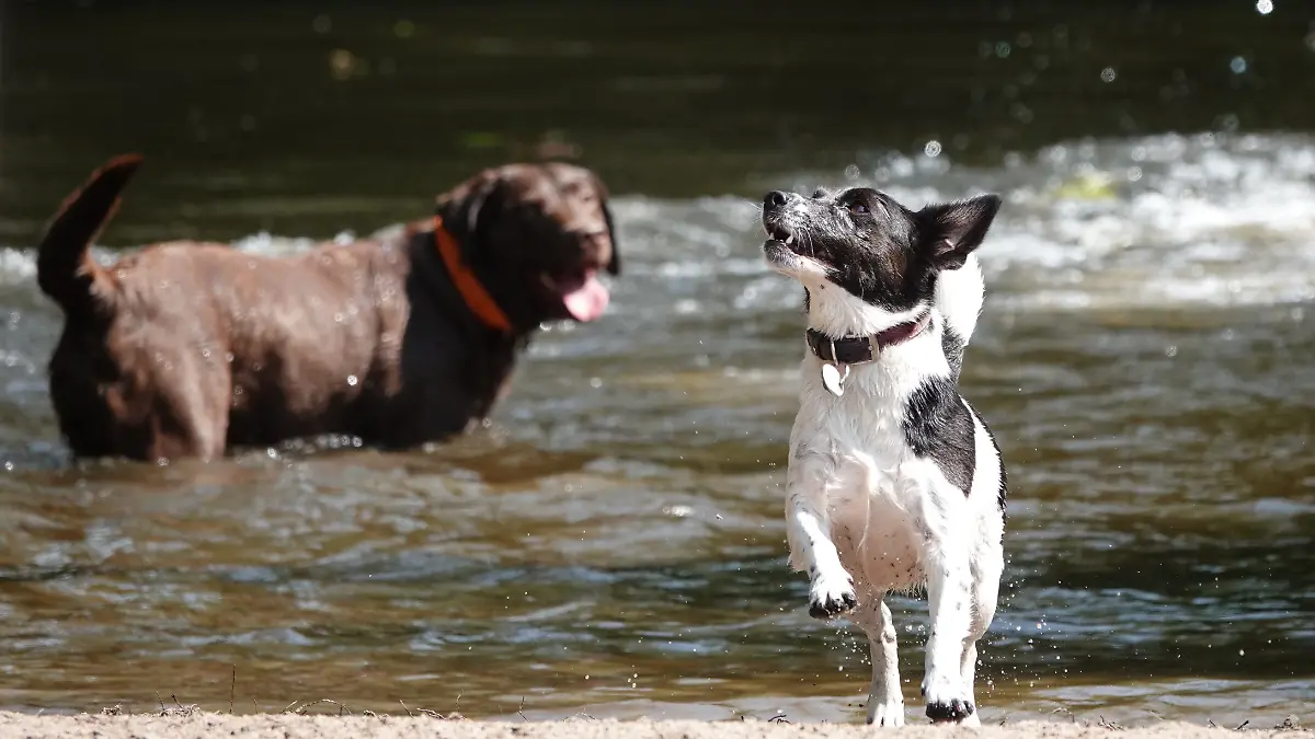 Bei strahlendem Sonnenschein kühlen sich zwei Hunde an der Alster ab. Am Mittwoch sollen in Hamburg Temperaturen von bis zu 38 Grad erreicht werden.