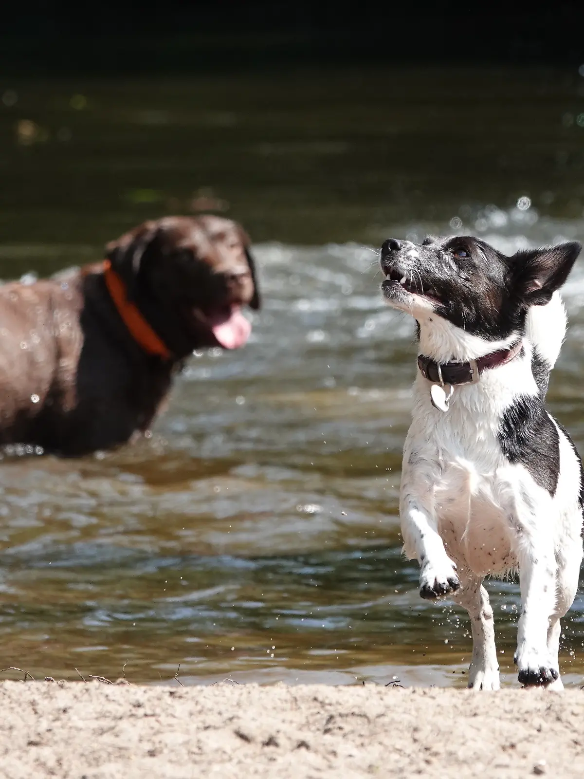 Bei strahlendem Sonnenschein kühlen sich zwei Hunde an der Alster ab. Am Mittwoch sollen in Hamburg Temperaturen von bis zu 38 Grad erreicht werden.