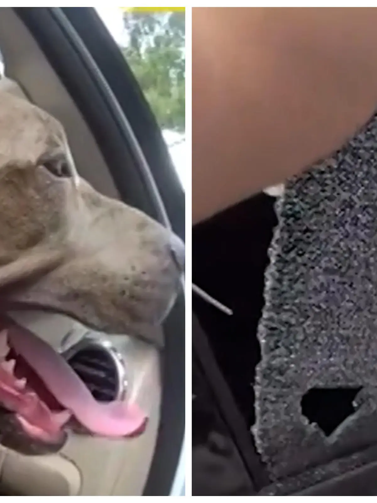 Bild zu: "Bei 30 Grad gefangen! Polizist schlägt Hund aus Hitze-Auto frei"