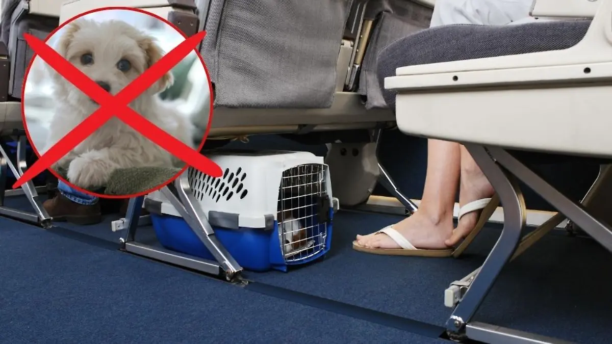Hund im Flugzeug.
