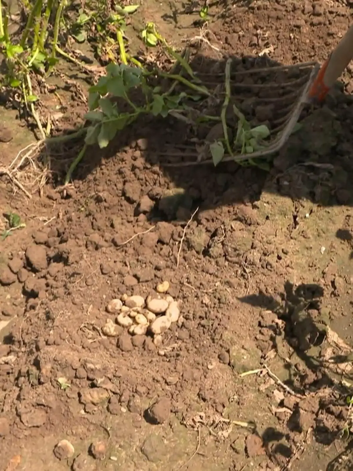 Bild zu: "Ernteausfall durch Kartoffel-Krise?"