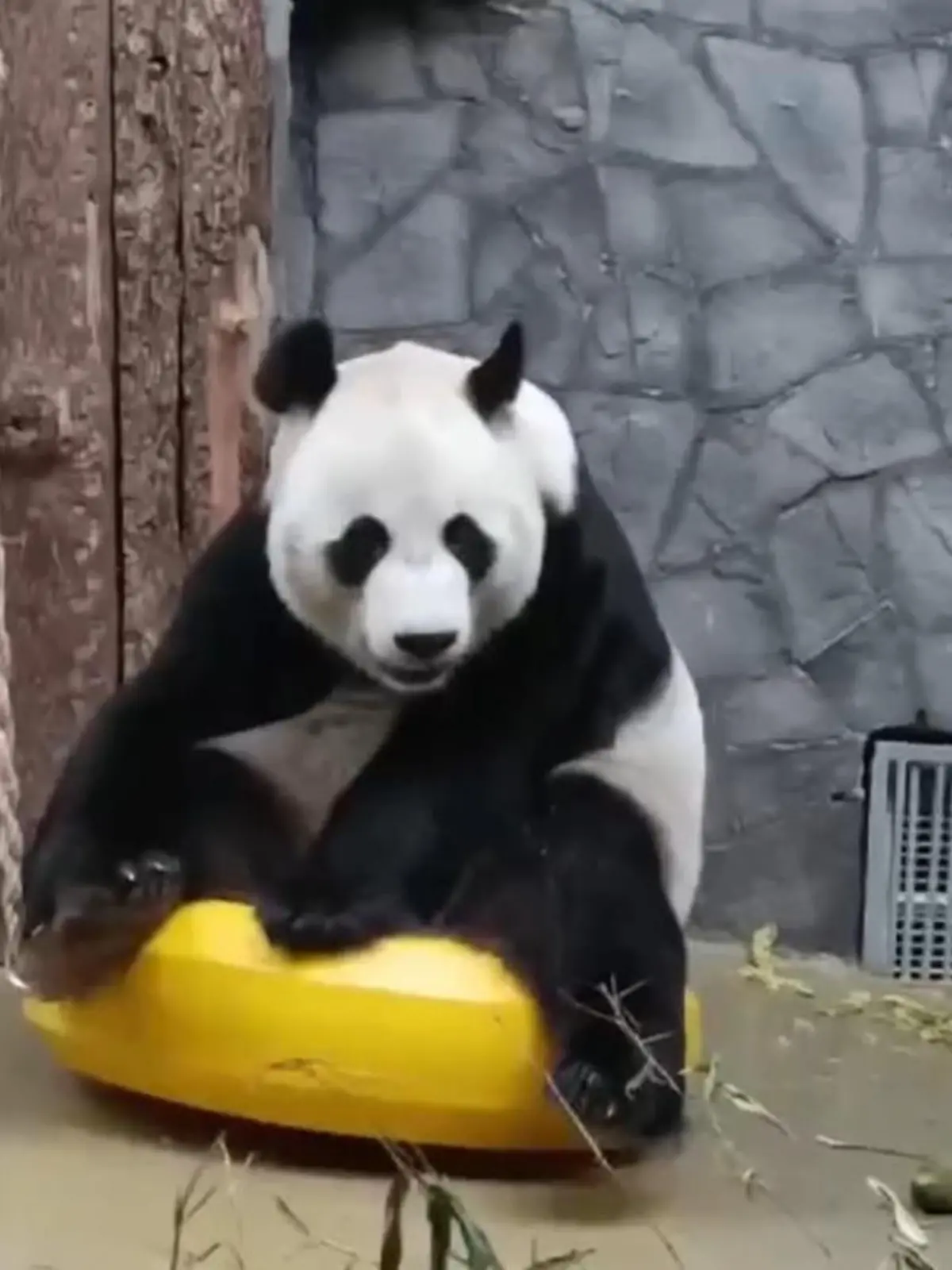 Popo-Panda reibt Gesäß im Gehege - die Zuschauer amüsiert’s