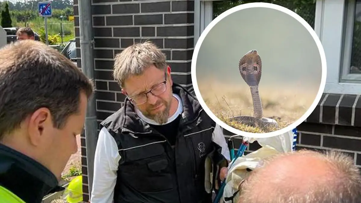 Die Speikobra zielt mit ihrem Gift oft auf die Augen ihrer Angreifer, die dadurch erblinden können.