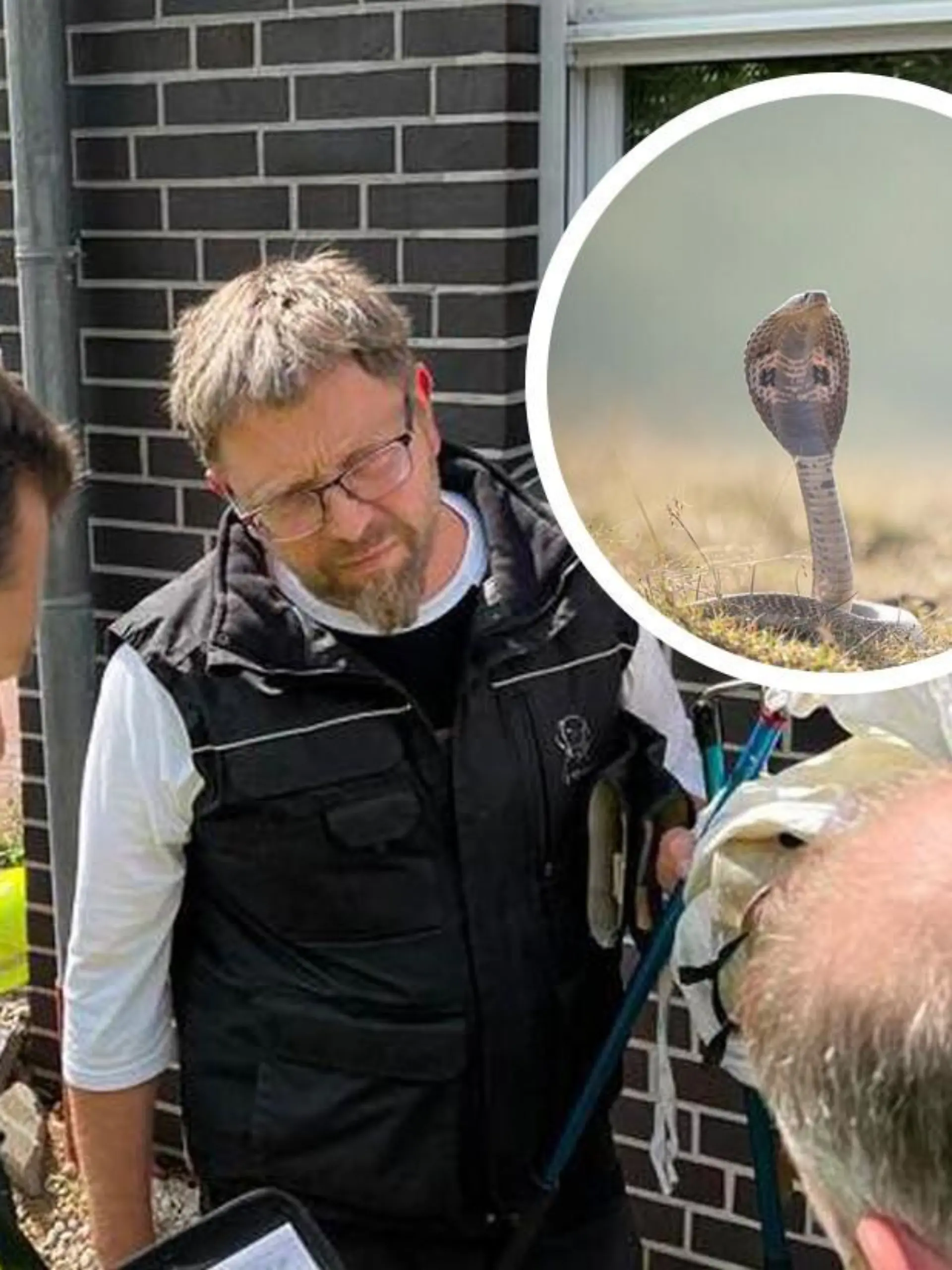 Die Speikobra zielt mit ihrem Gift oft auf die Augen ihrer Angreifer, die dadurch erblinden können.