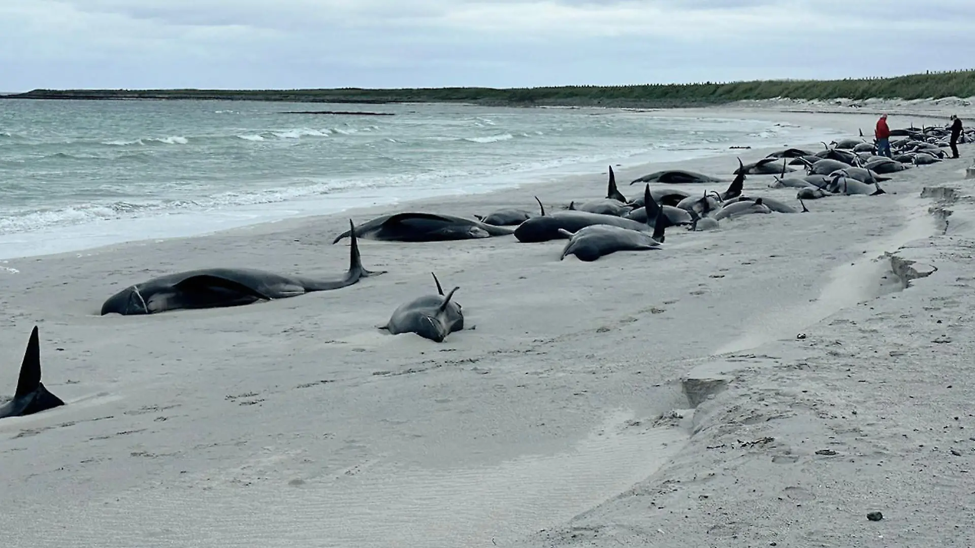 dpatopbilder - 11.07.2024, Großbritannien, Kirkwall: Dutzende Grindwale liegen auf einem Strand auf den schottischen Orkney-Inseln. 77 Grindwale waren gestrandet, nur noch 12 waren noch am Leben, als Helfer der Organisation British Divers Marine Life Rescue (BDMLR) ankamen. Bei den gestrandeten Walen handele es sich um eine ganze Schule aus Männchen mit einer Länge von bis zu sieben Metern sowie Weibchen, Kälbern und Jungtieren. (zu dpa: «Dutzende Grindwale auf schottischer Insel gestrandet») Foto: Emma Neave-Webb/British Divers Marine Life Rescue/dpa - ACHTUNG: Nur zur redaktionellen Verwendung und nur mit vollständiger Nennung des vorstehenden Credits +++ dpa-Bildfunk +++