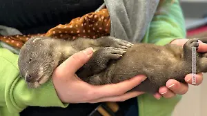 Findelkind „Nemo" aus der Flut gerettet Kuscheln mit Otterbaby