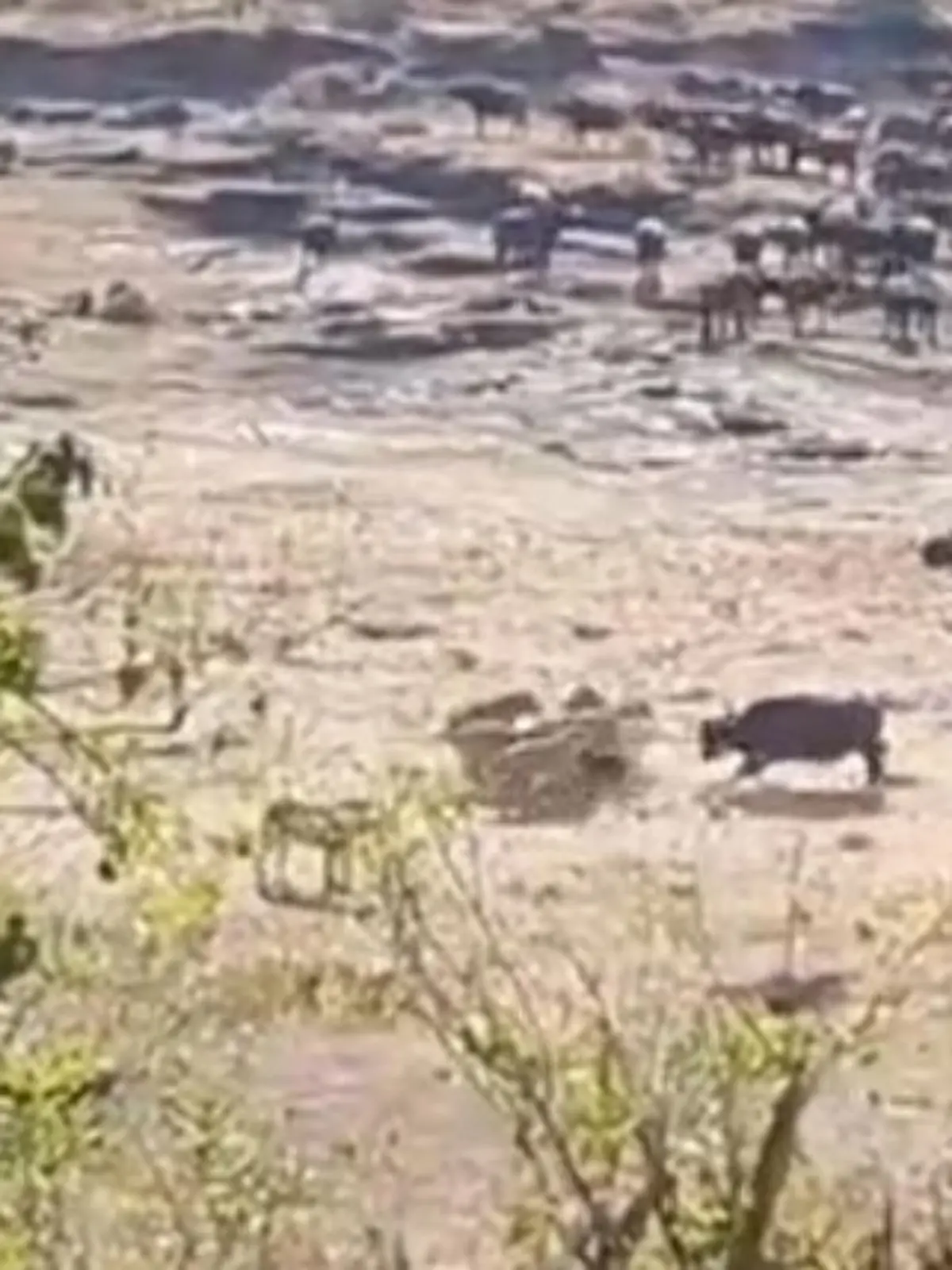 Bild zu: "Nervenkitzel pur bei Safari-Tour - Mutige Büffel retten Kalb vor gefräßiger Löwenmeute"