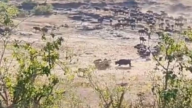 Nie Zuvor Gesehen Us Millionär Bei Safari Von Büffel Getötet Dieses Foto Ging Viral - qsu2jlq