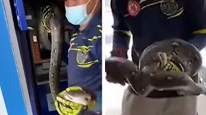 Python versteckt sich im Geldautomaten. Sie kann diese Mäuse nicht fressen!