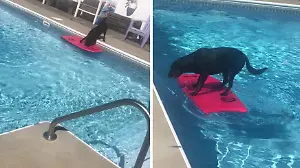 Schlauer Hund versucht, Ball aus Pool zu fischen. Das geht auch mit einem Surfbrett!