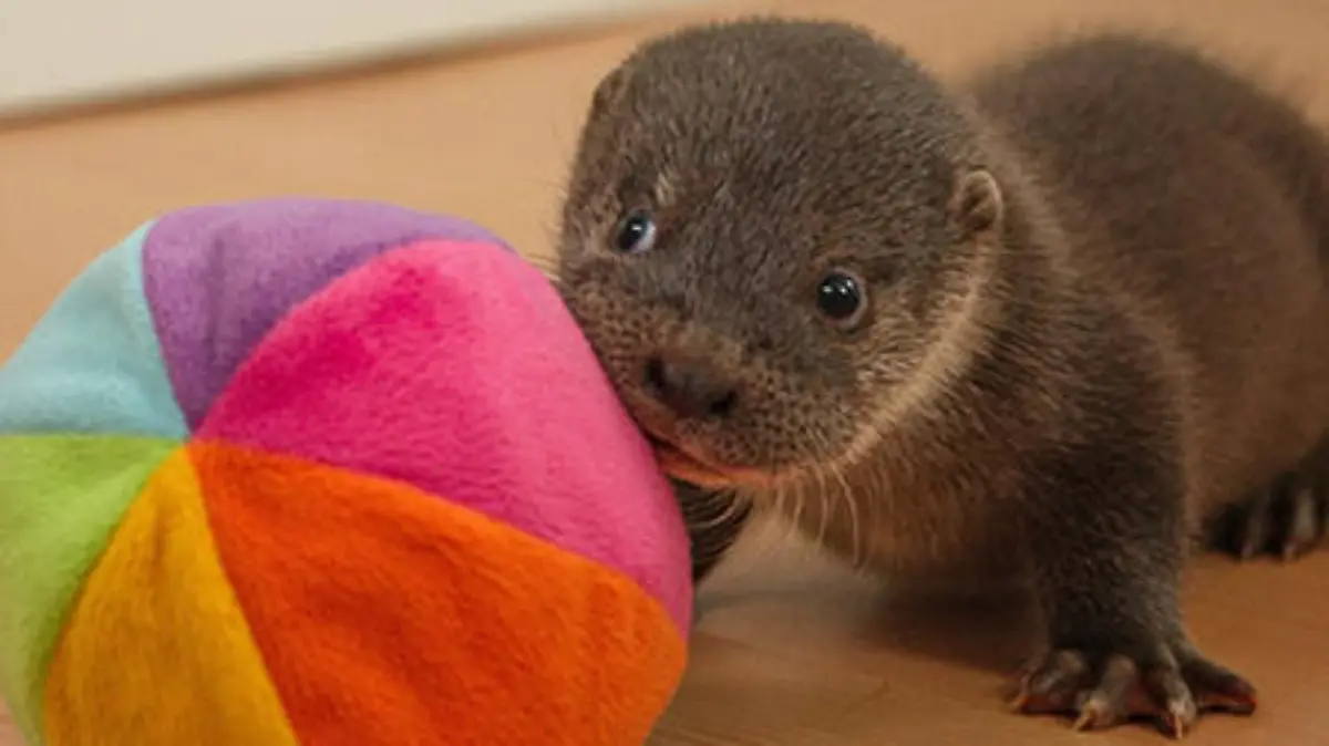 Otterbaby ist Handaufzucht