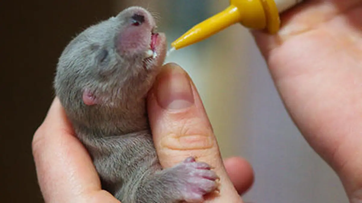 Otterbaby in letzter Sekunde gerettet