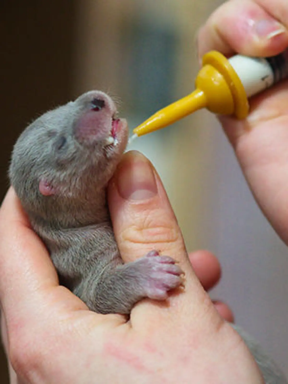 Otterbaby in letzter Sekunde gerettet