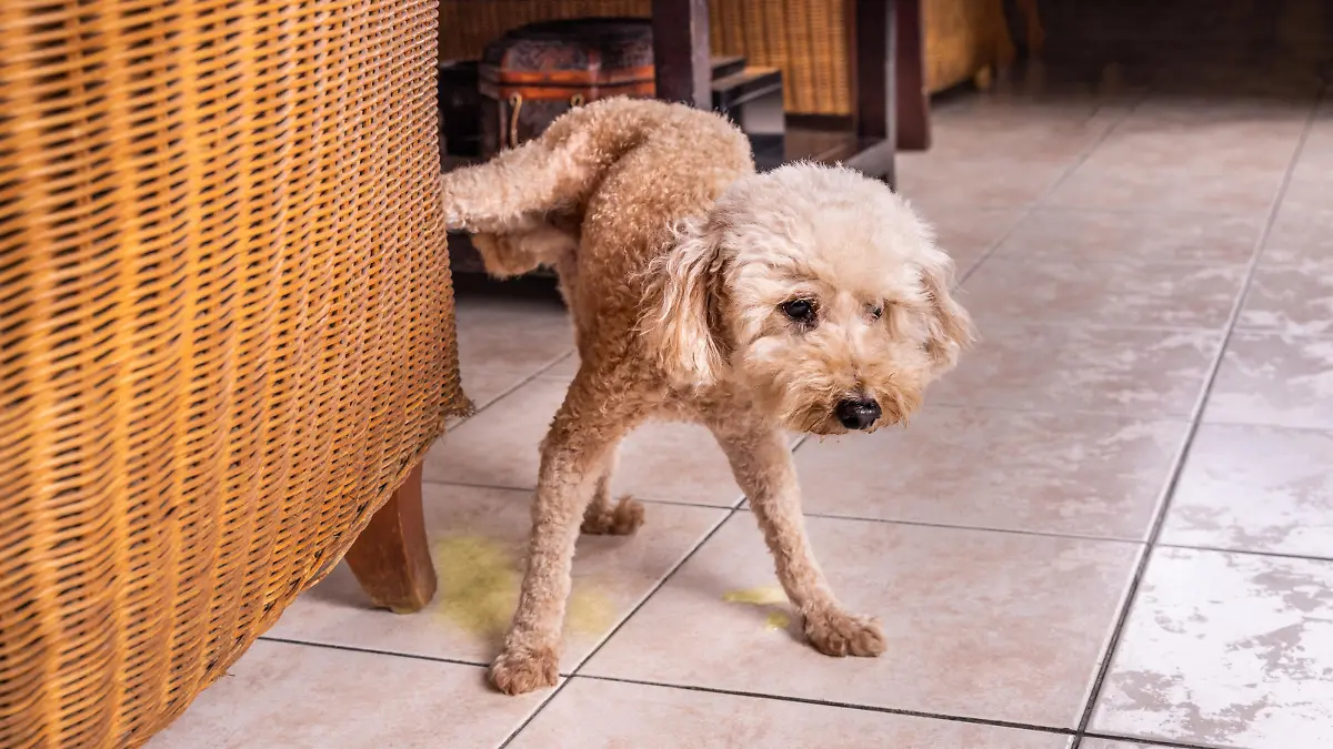 2 Jähriger Hund Wird Nicht Stubenrein Drei Gründe, wieso euer Hund nicht stubenrein wird