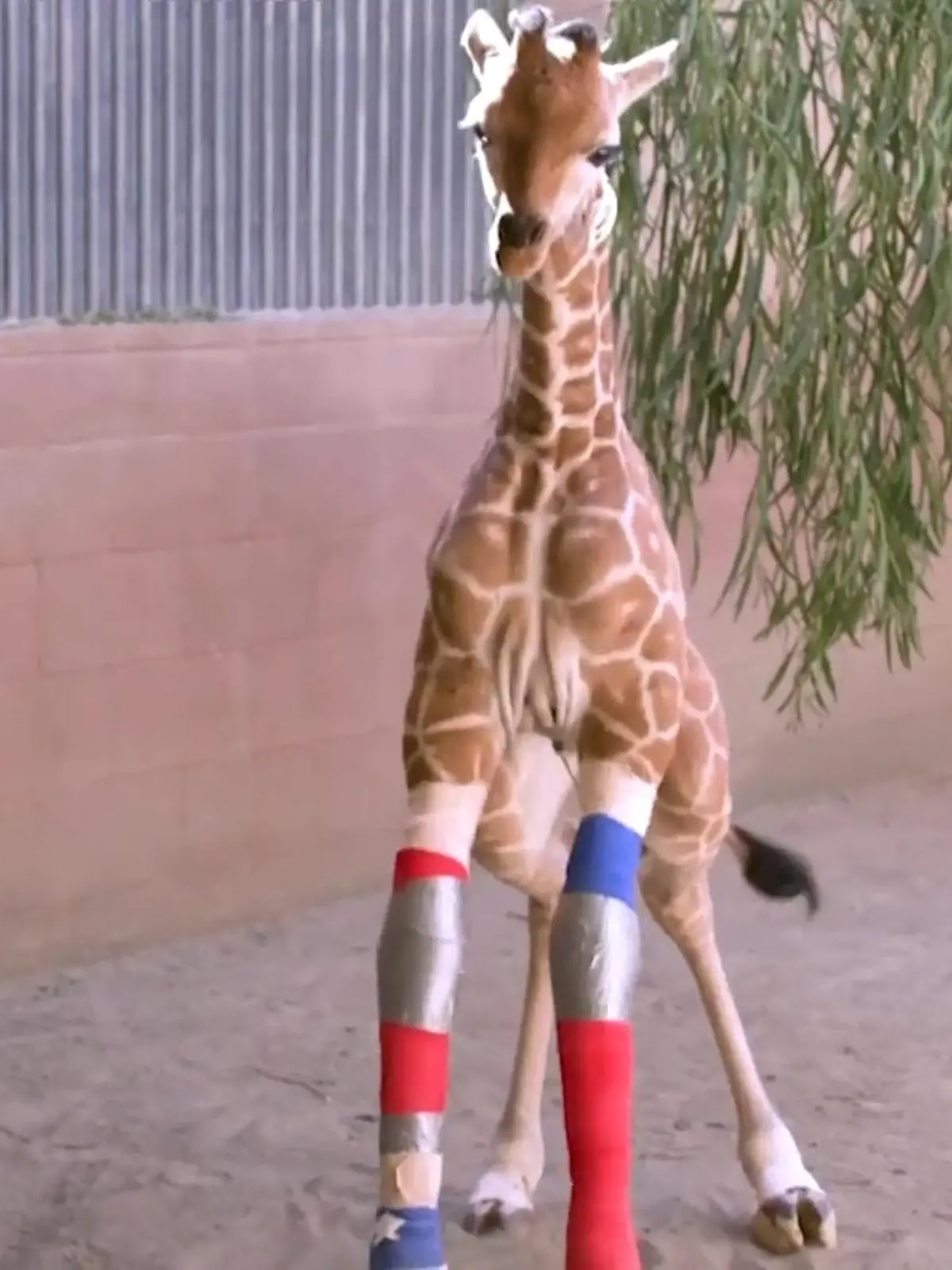 Bild zu: "Giraffenbaby lernt endlich laufen"