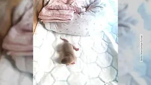 Otterbaby Nemo wäre in den Fluten fast ertrunken „Rettung in letzter Sekunde"