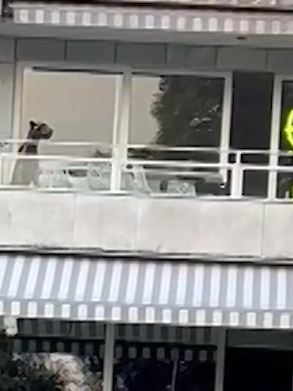 Bild zu: "XXL-Hund Orlando fällt fast von Balkon"