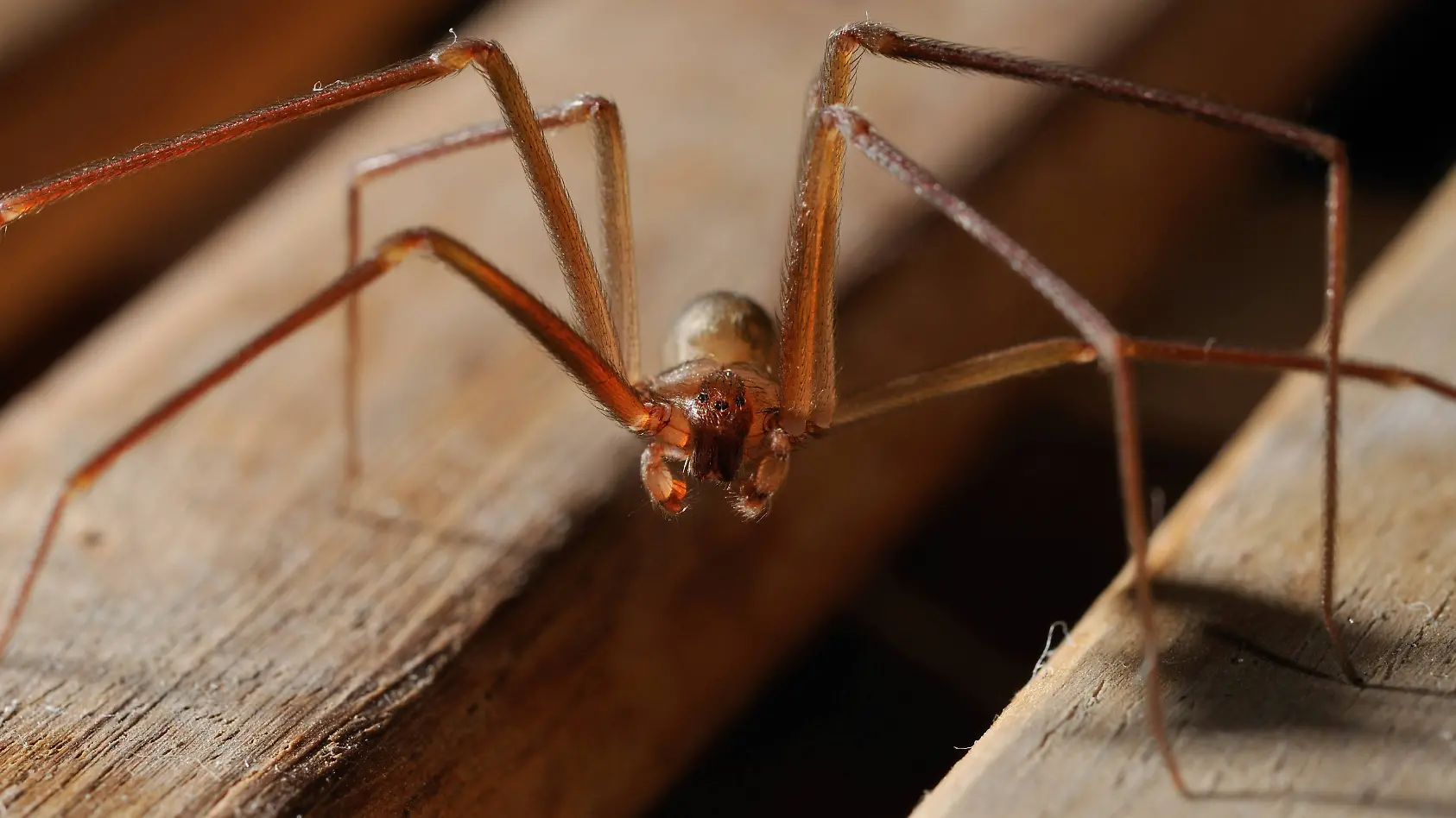 Die Braune Geigenspinne ist zwar nicht besonders groß, dafür aber giftig.