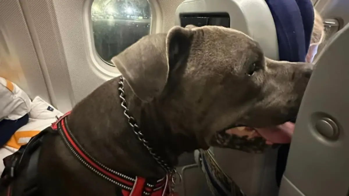 Weil Assistenzhund nicht mitfliegen darf: Schwerbehinderter sitzt neun Tage in Deutschland fest
