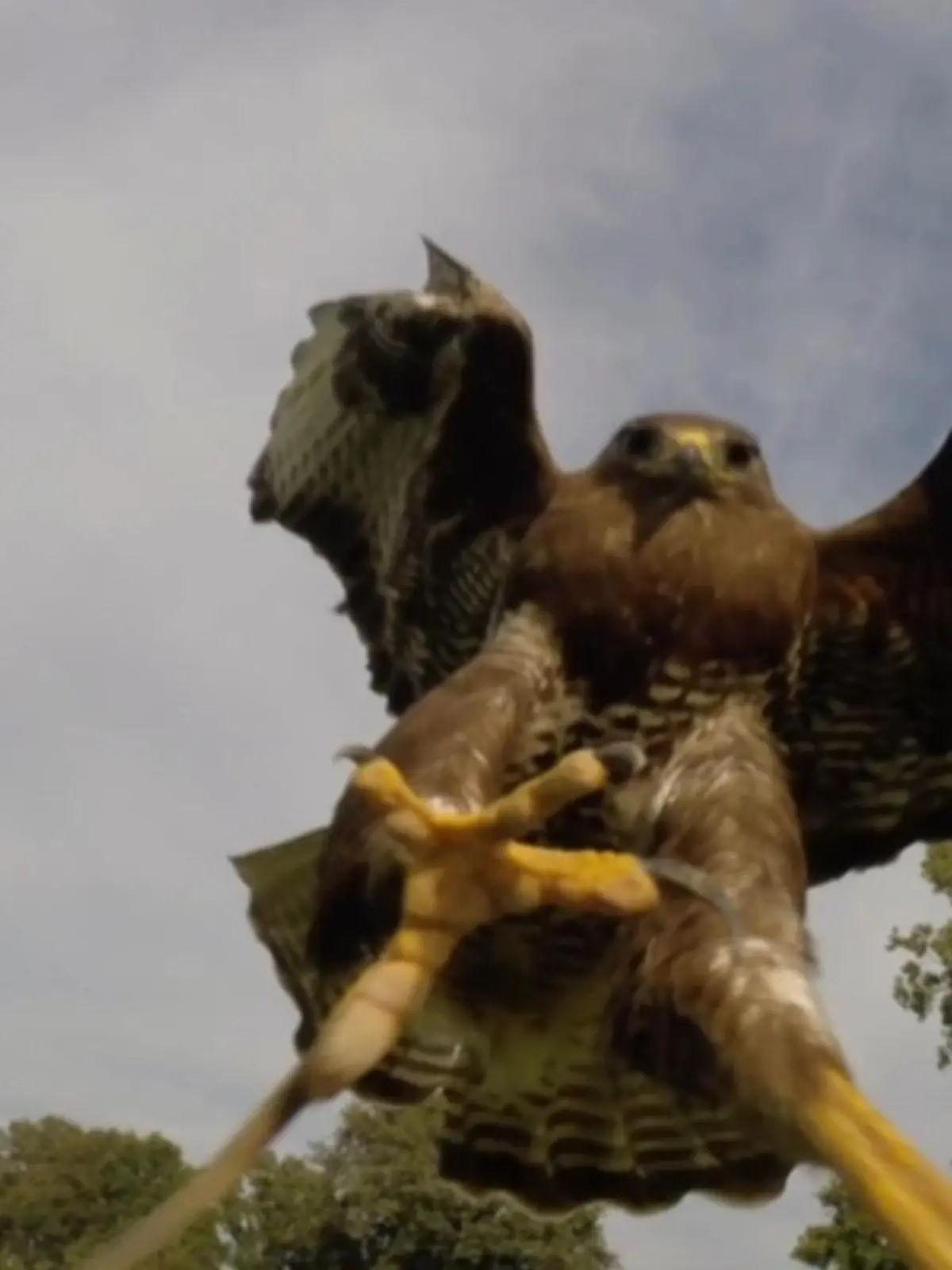 Bild zu: "Bussard greift Jogger an"