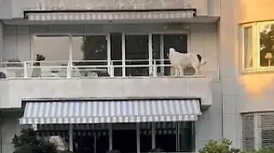 XXL-Hund Orlando balanciert am Abgrund! Tierische Rettungsaktion in Hamburg