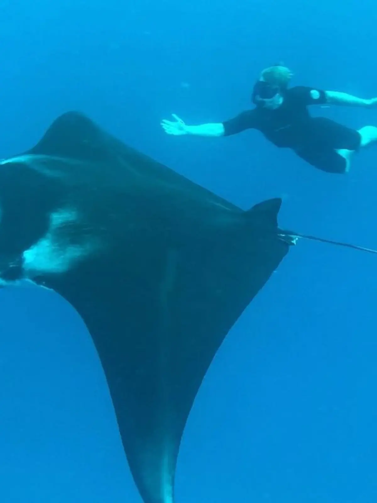 Robert Irwin schwimmt mit einem Manta. 
