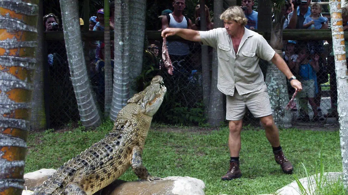 Steve Irwin füttert ein Krokodil mit einem Stück Fleisch.