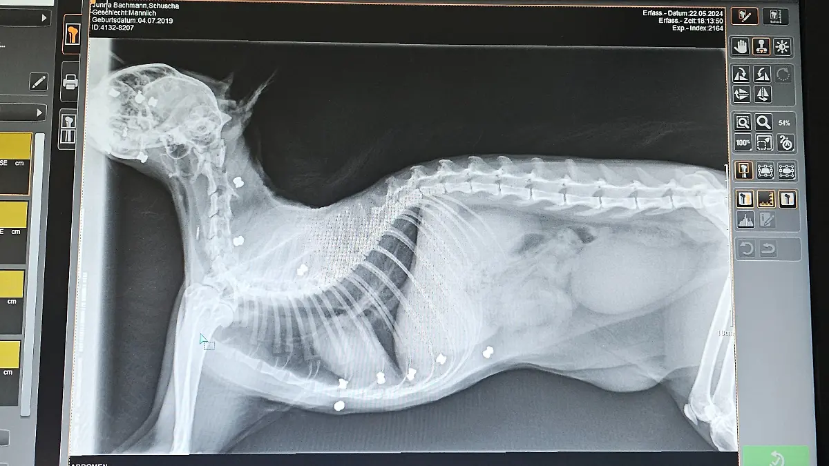 Dieses Röntgenbild von Kater Schuscha geht unter die Haut.