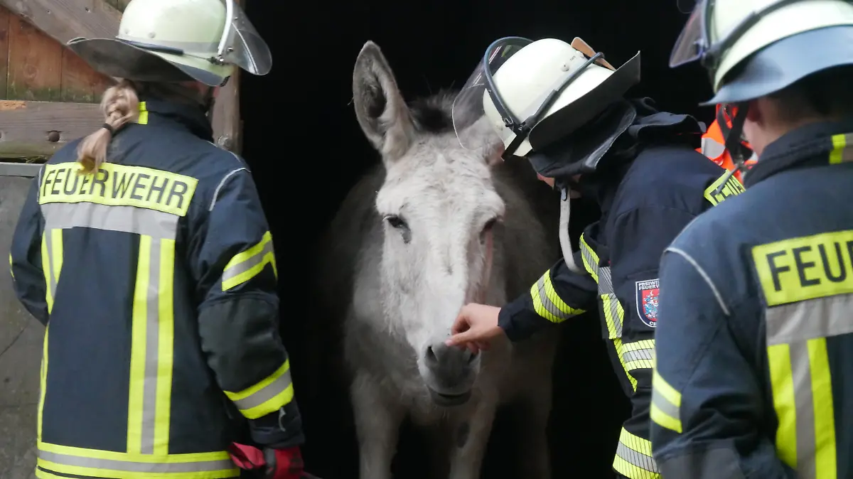Die Feuerwehr Celle übt die Tierrettung (Foto: Feuerwehr Celle)