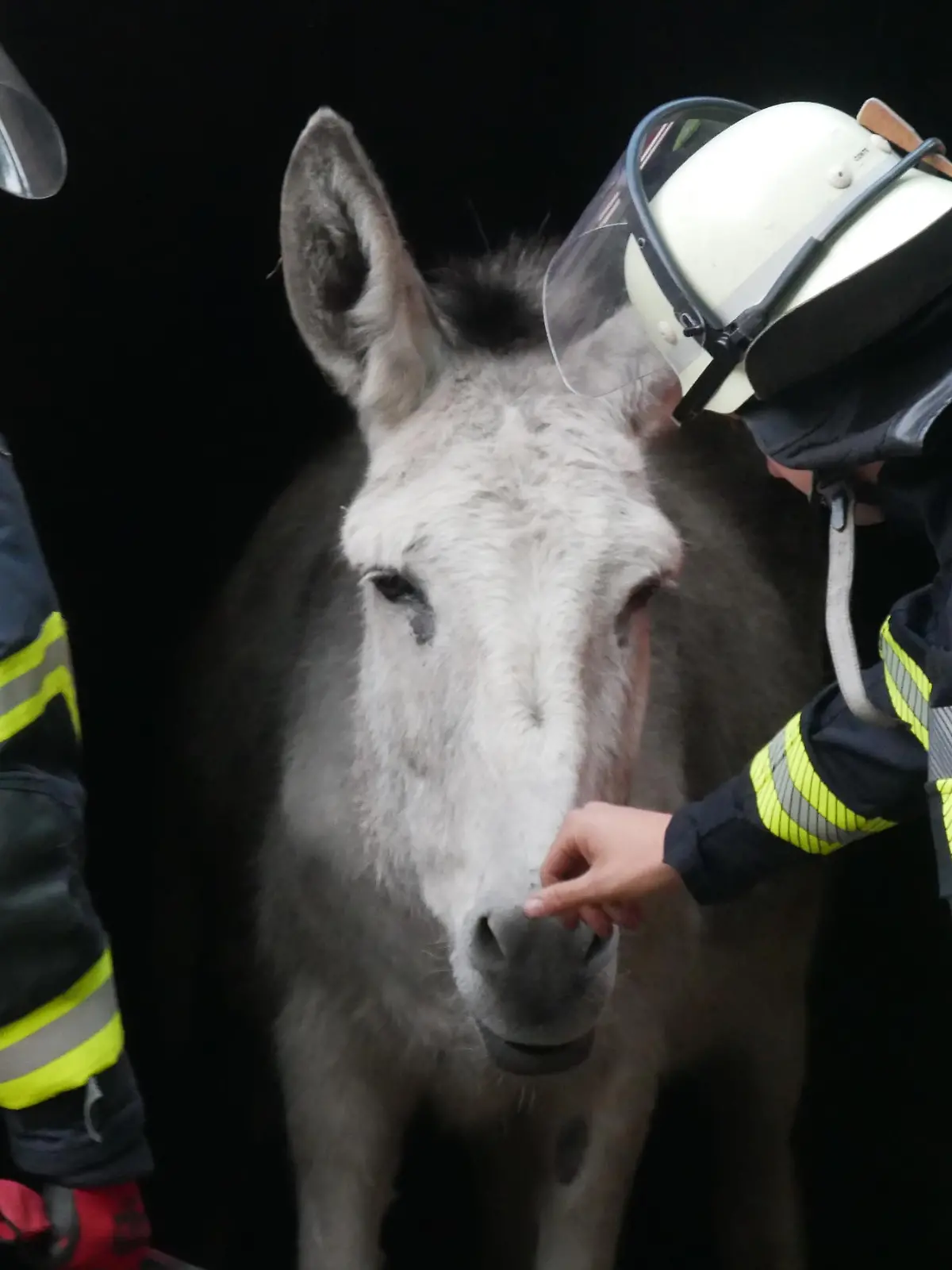 Die Feuerwehr Celle übt die Tierrettung (Foto: Feuerwehr Celle)