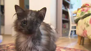 Kater Schuscha überlebt - wer ist der Katzenschänder? Mit 25 Luftgewehrkugeln beschossen