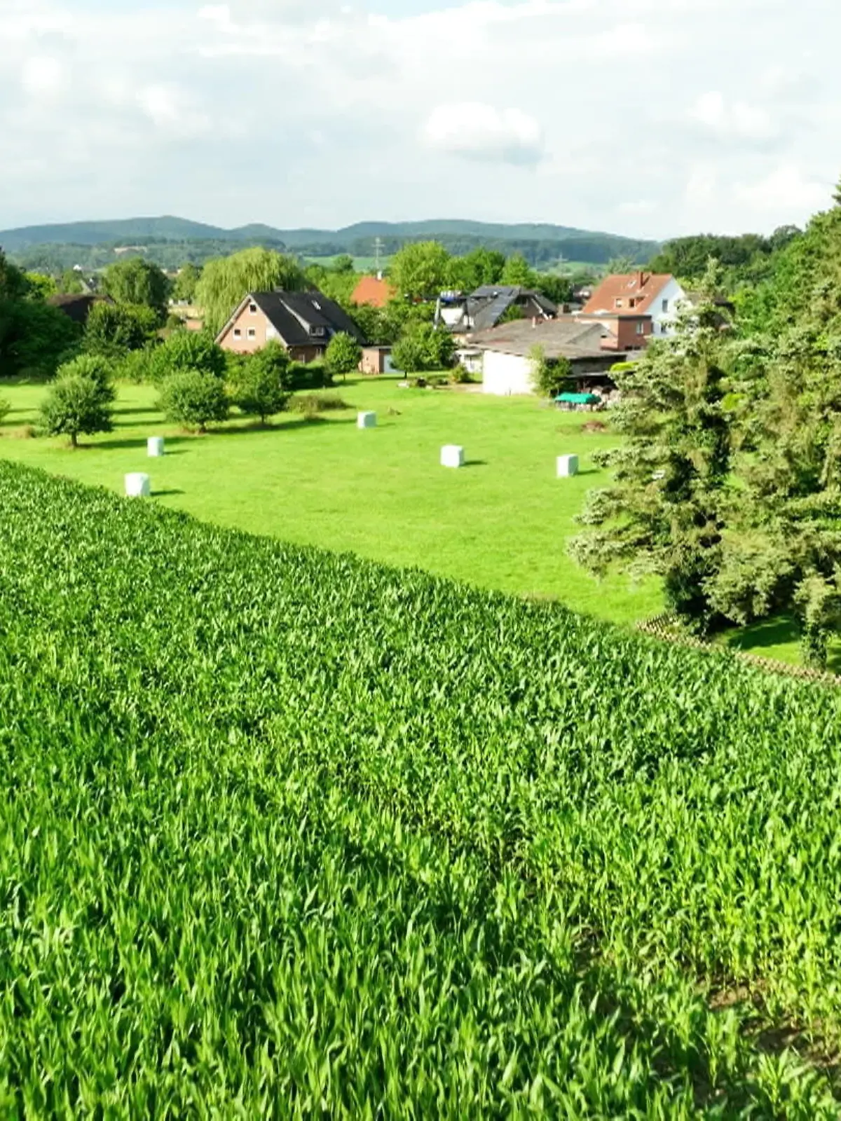 Bild zu: "Schlupfwespen-Methode "