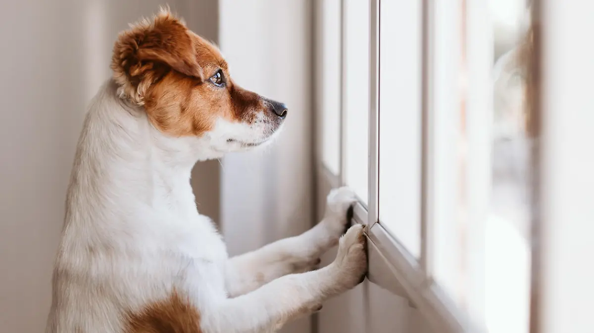 cute small dog standing on two legs and looking away by the window searching or waiting for his owner. Pets indoors