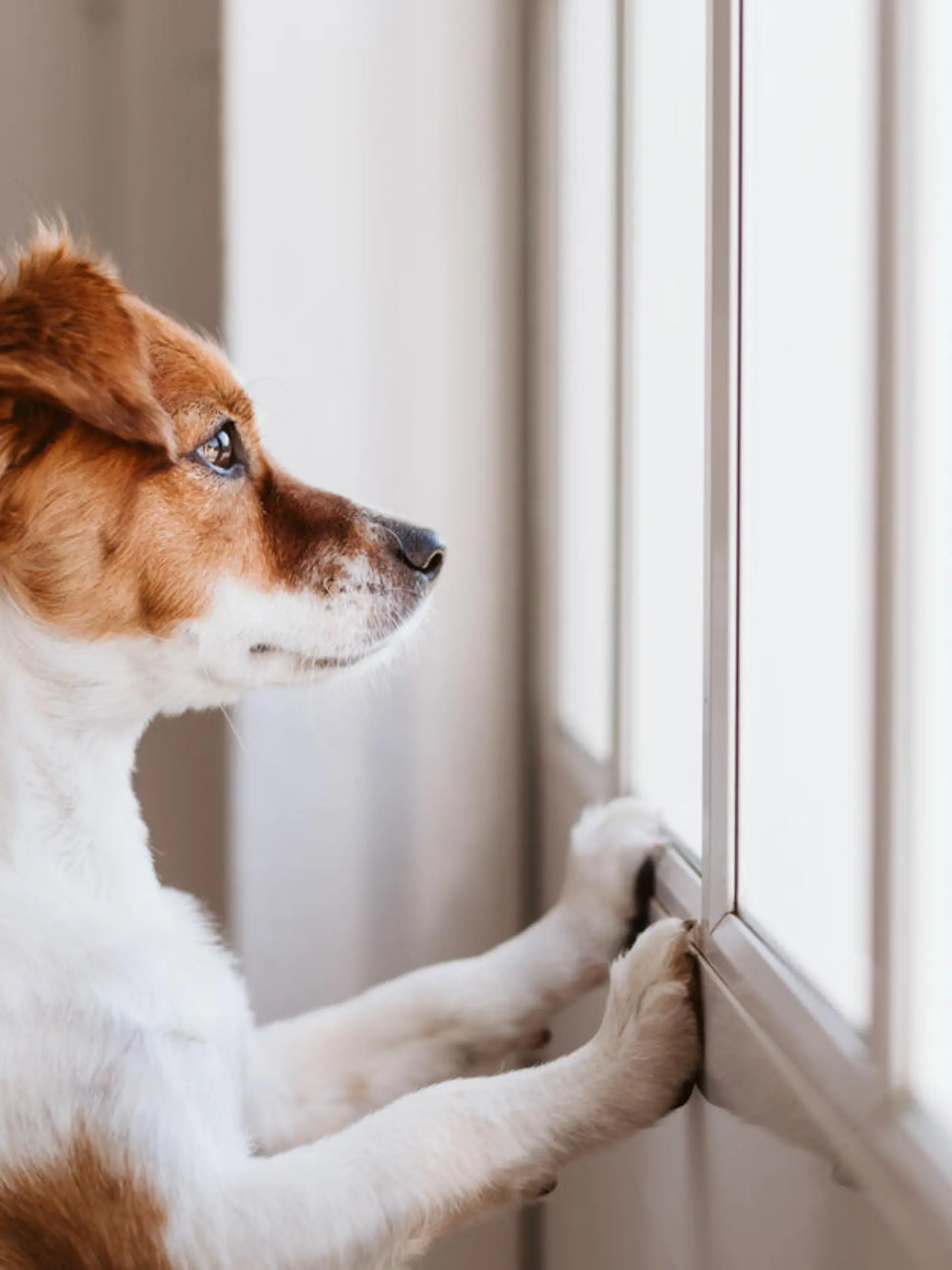 cute small dog standing on two legs and looking away by the window searching or waiting for his owner. Pets indoors