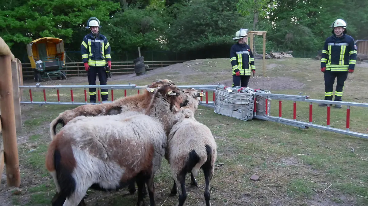 Die Feuerwehr Celle übt die Tierrettung (Foto: Feuerwehr Celle)