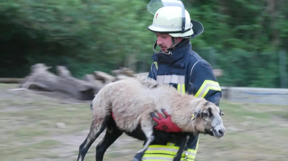 Die Feuerwehr Celle übt die Tierrettung (Foto: Feuerwehr Celle)
