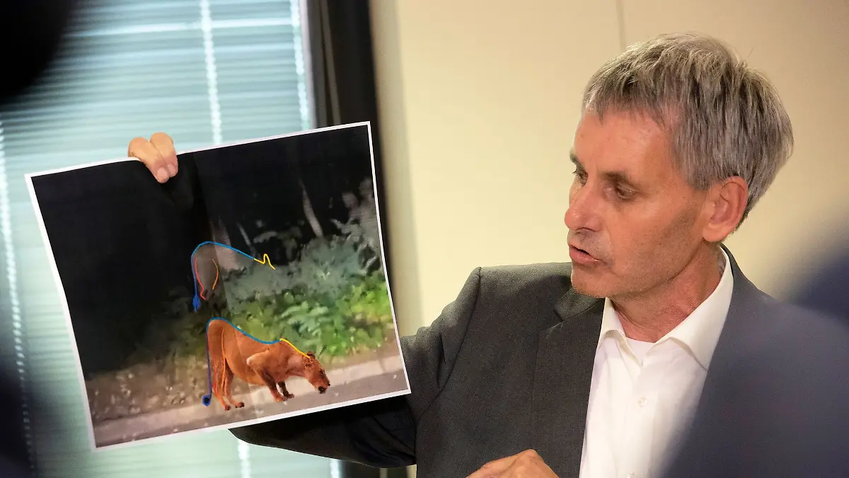 Die gesuchte Löwin in Kleinmachnow entpupte sich im Juli 2023 als ein Wildschwein. Von diesen Tieren gibt es in der waldreichen Gemeinde zum Leidwesen vieler Bürger mehr als genug. (Archivbild)