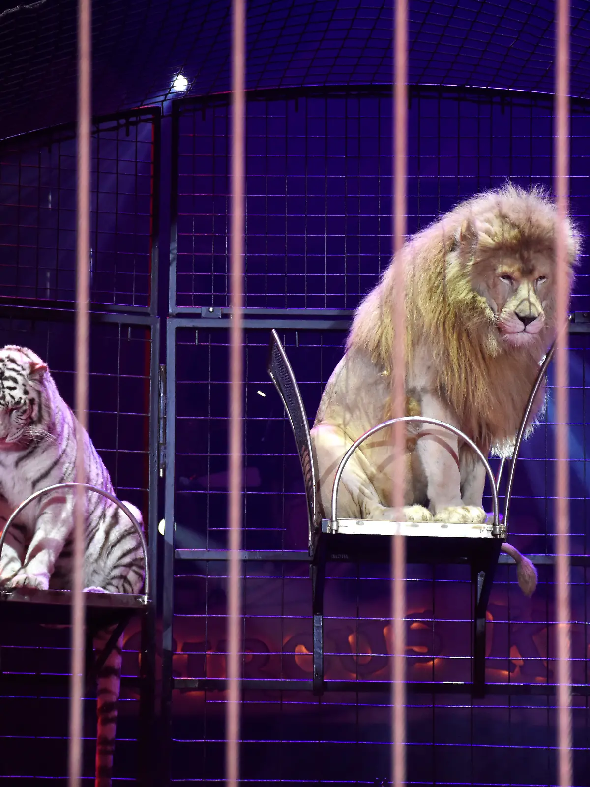 Bild zu: "Wildtiere im Zirkus verbieten? Stimmt ab!"