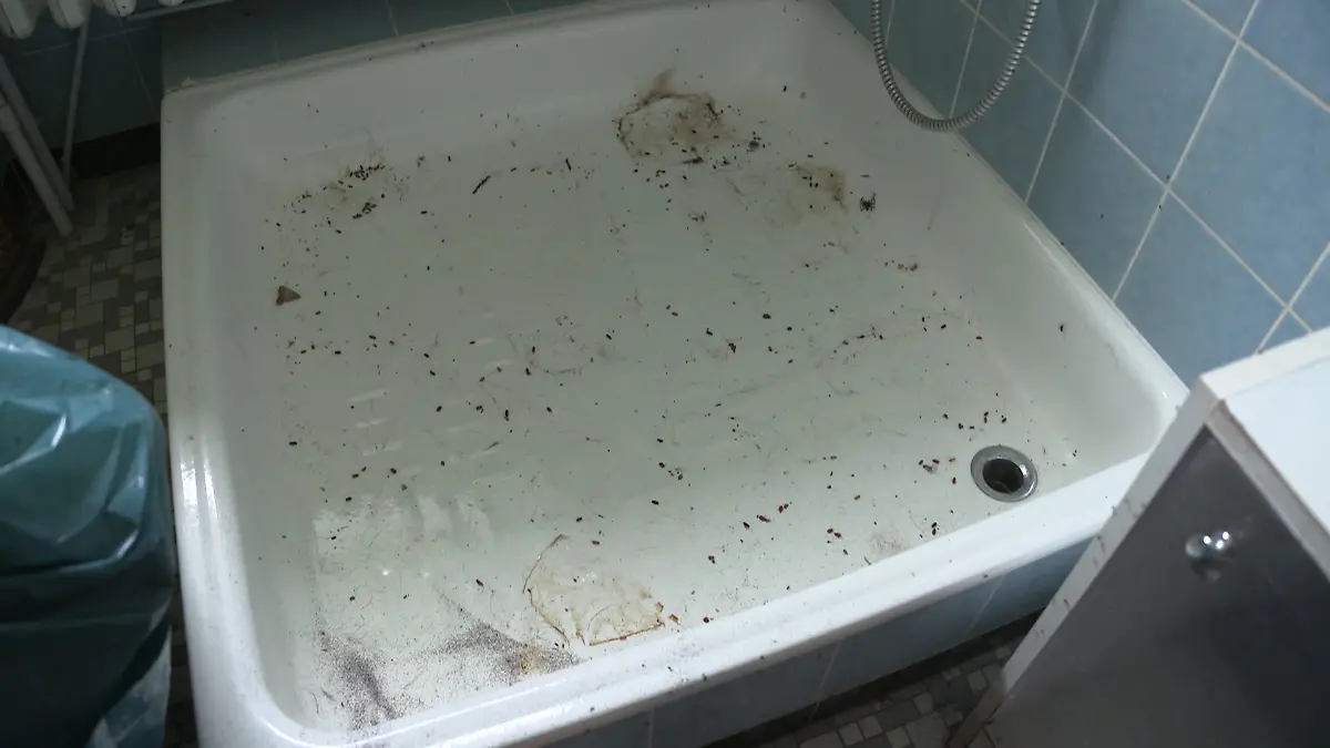Fliegen und Ungeziefer tummeln sich im Bad. Alles andere als hygienisch.