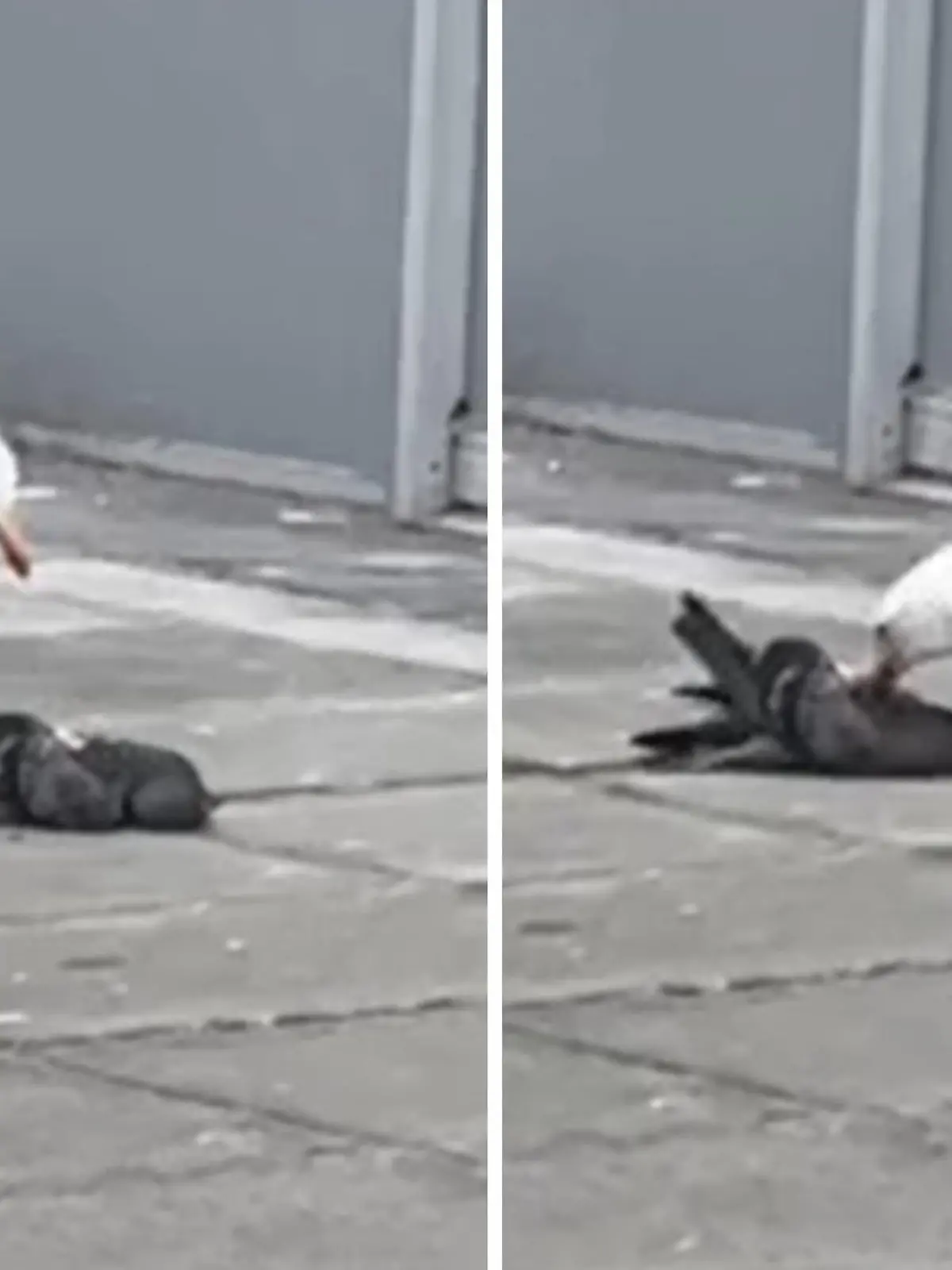 Bild zu: "Festmahl im Federkleid! Kannibalen-Möwe verspeist tote Taube "