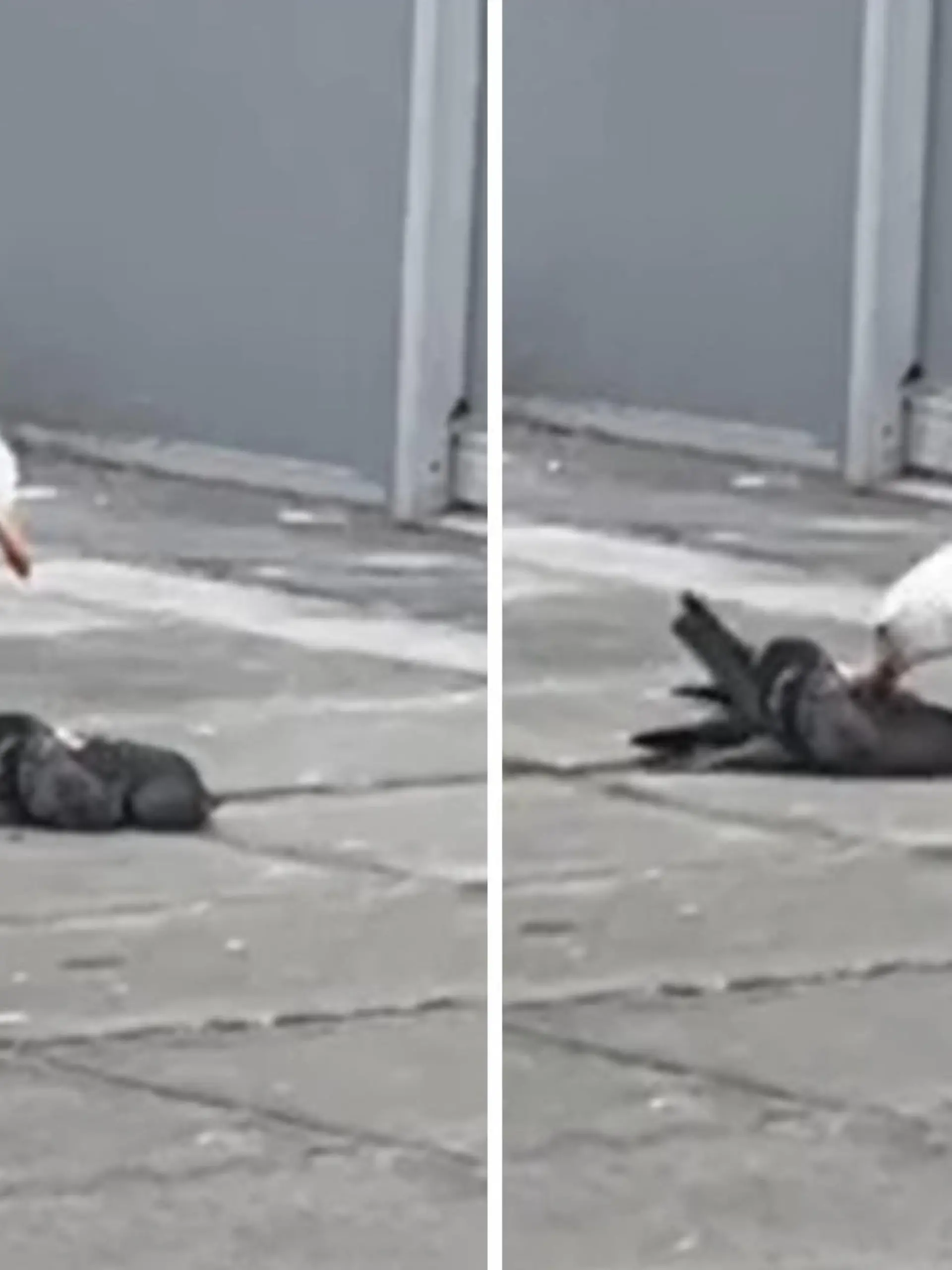 Bild zu: "Festmahl im Federkleid! Kannibalen-Möwe verspeist tote Taube "