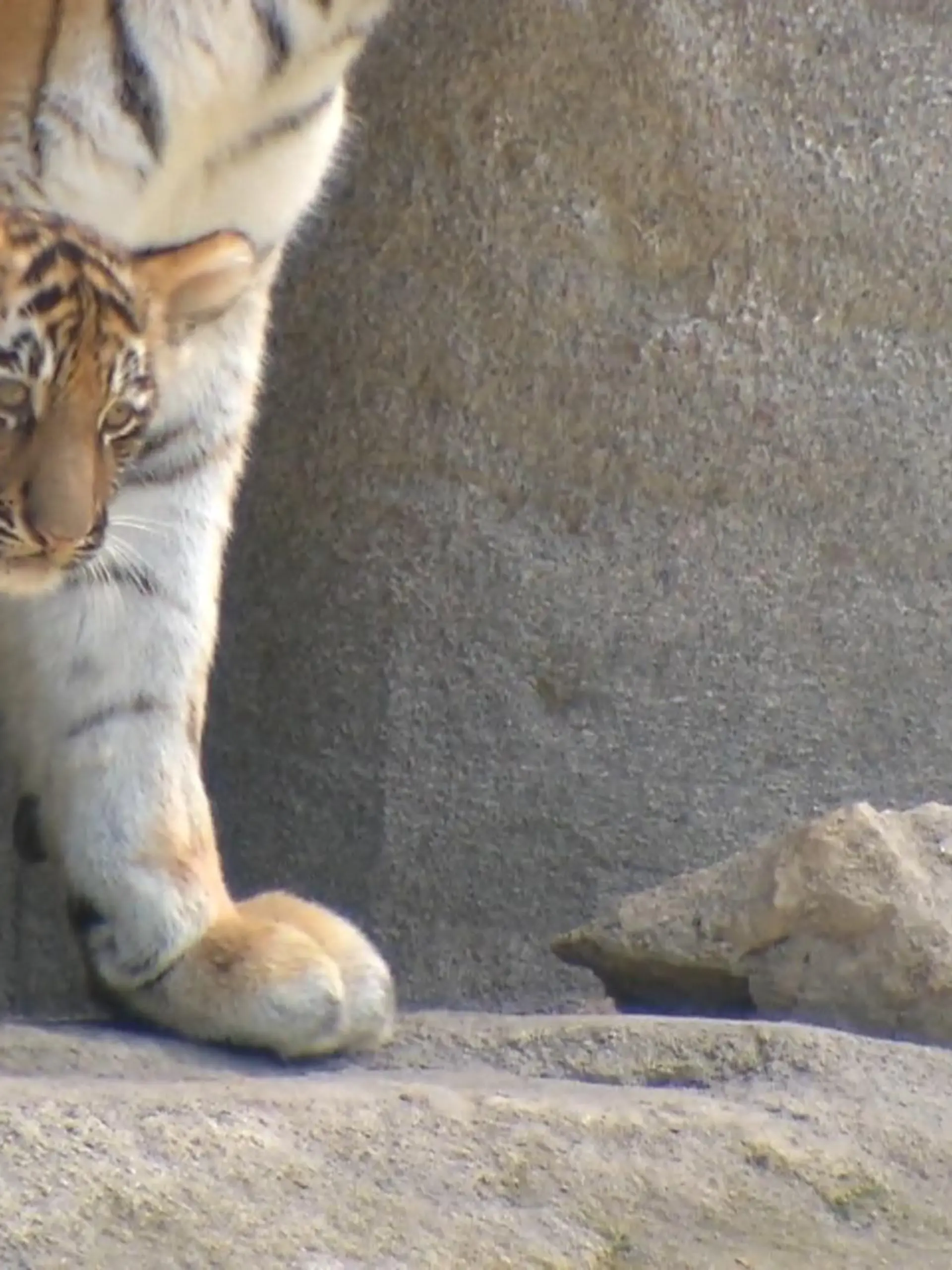 Bild zu: "Kölner Zoo präsentiert Nachwuchs"