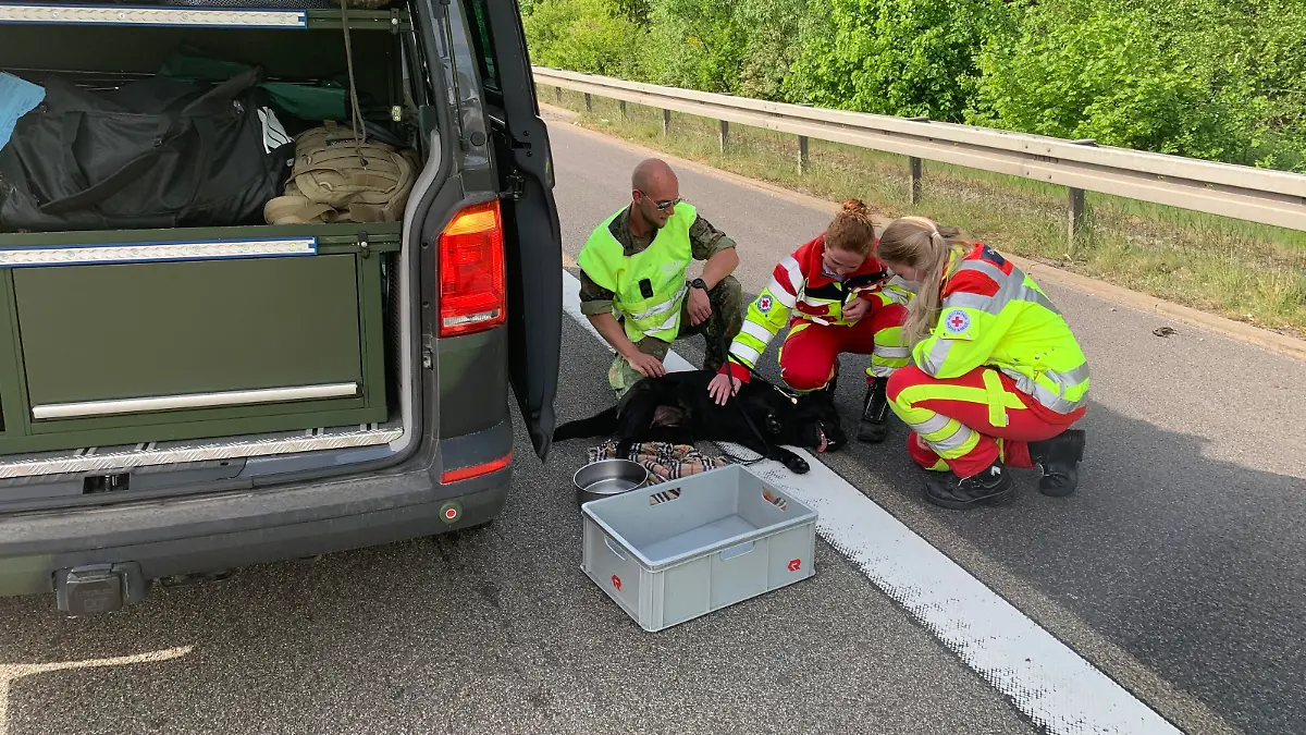 Rettungrkäfte kümmern sich um den Hund bei einem Verkehrsunfall.