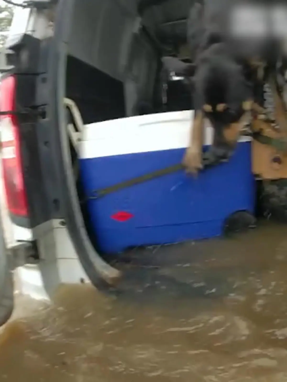 In Australien wurden zwei Männer mit ihren drei Hunden von einer Überflutung überrascht. Glücklicherweise konnte die Polizei alle fünf retten.
