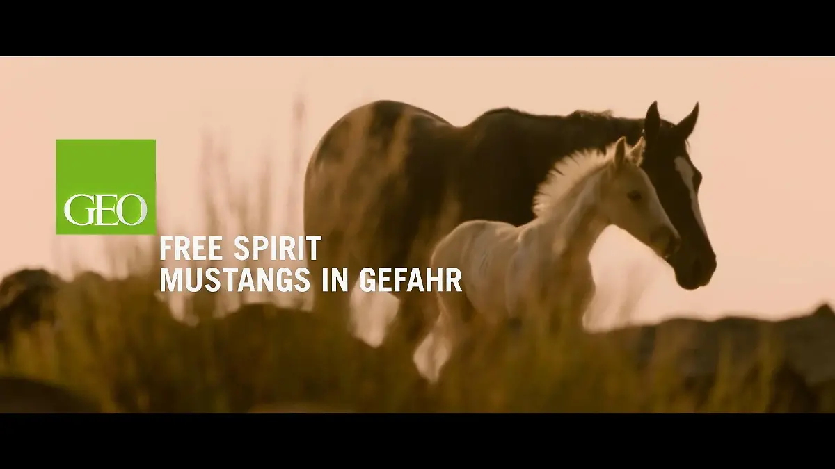 Free Spirit Mustangs in Gefaht