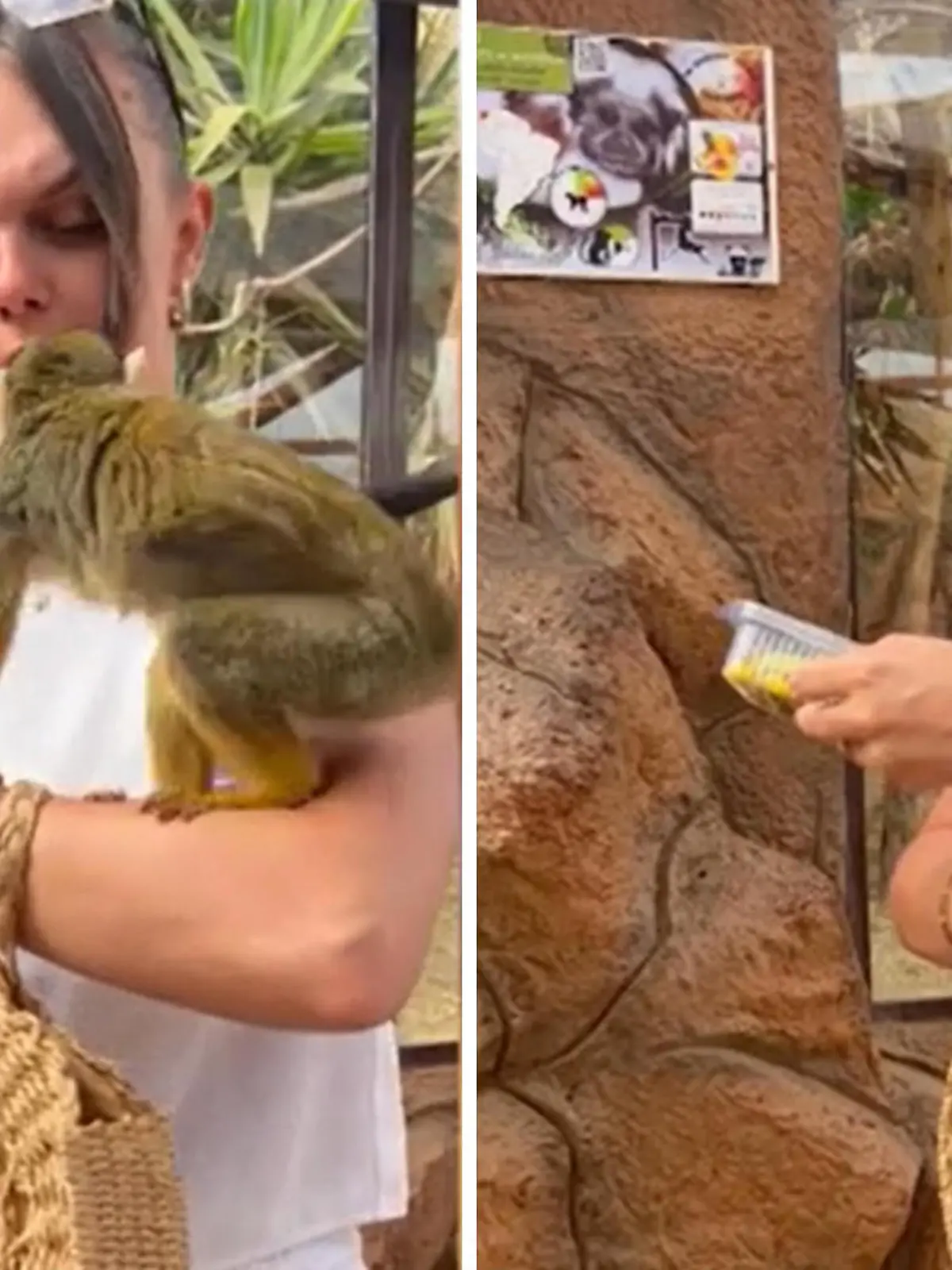Bild zu: "Affen-Dieb mopst Touristin Tampon aus der Handtasche"