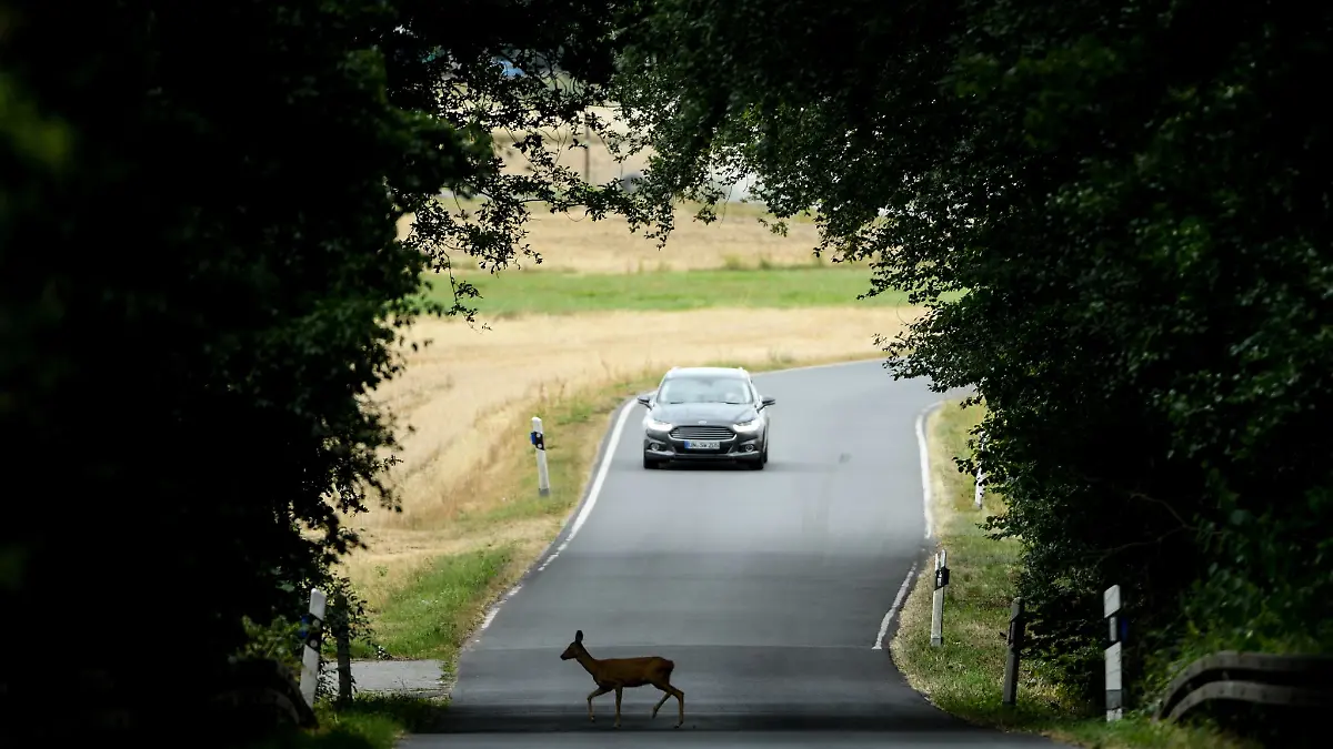 Aktuell ist Paarungszeit der Rehe. Autofahrerinnen und -fahrer sollten daher besonders vorsichtig fahren. (Symbolbild)