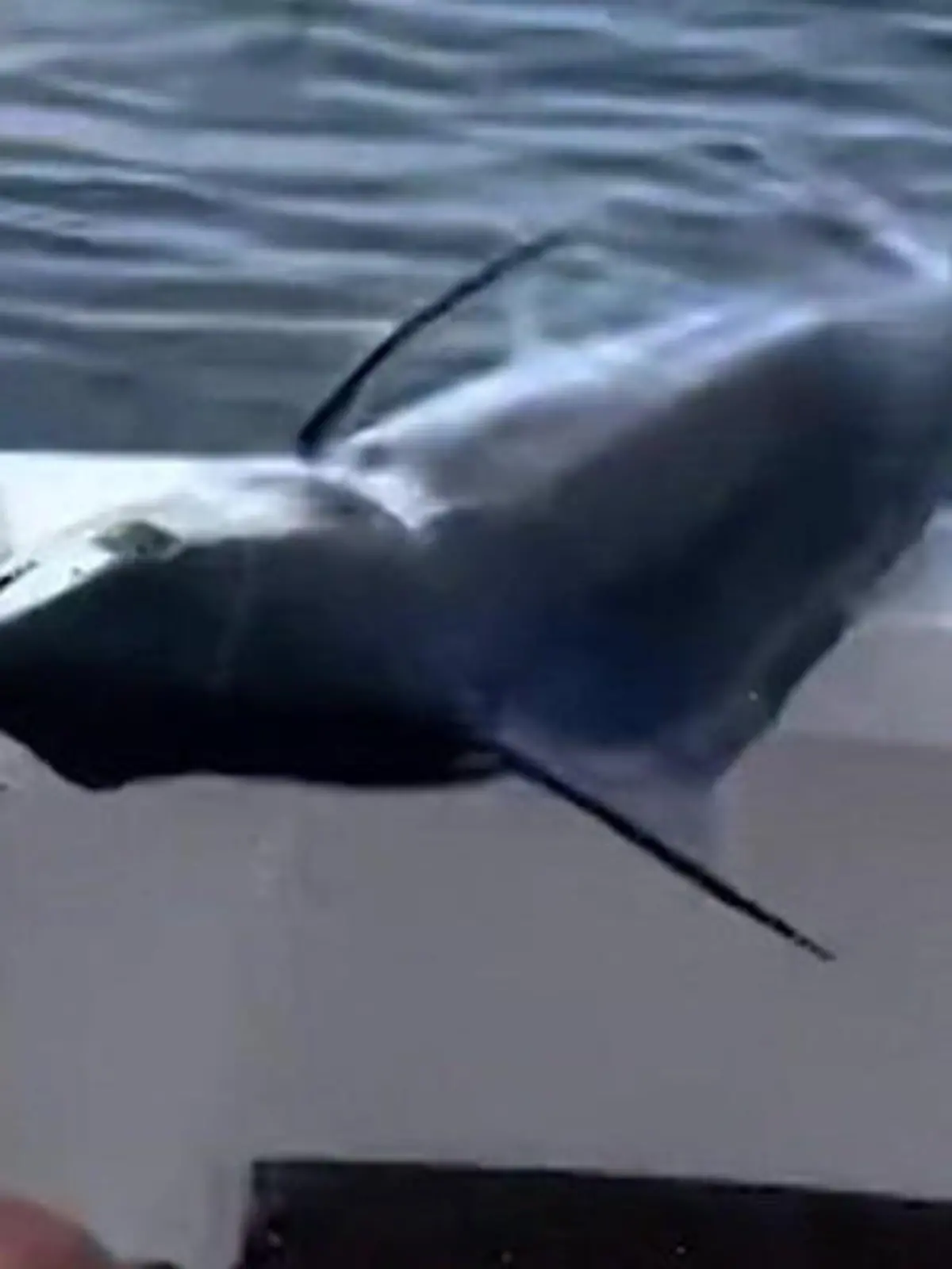 Bild zu: "Das könnte sein letzter Fang sein! Speerfisch trifft Fischer am Körper"
