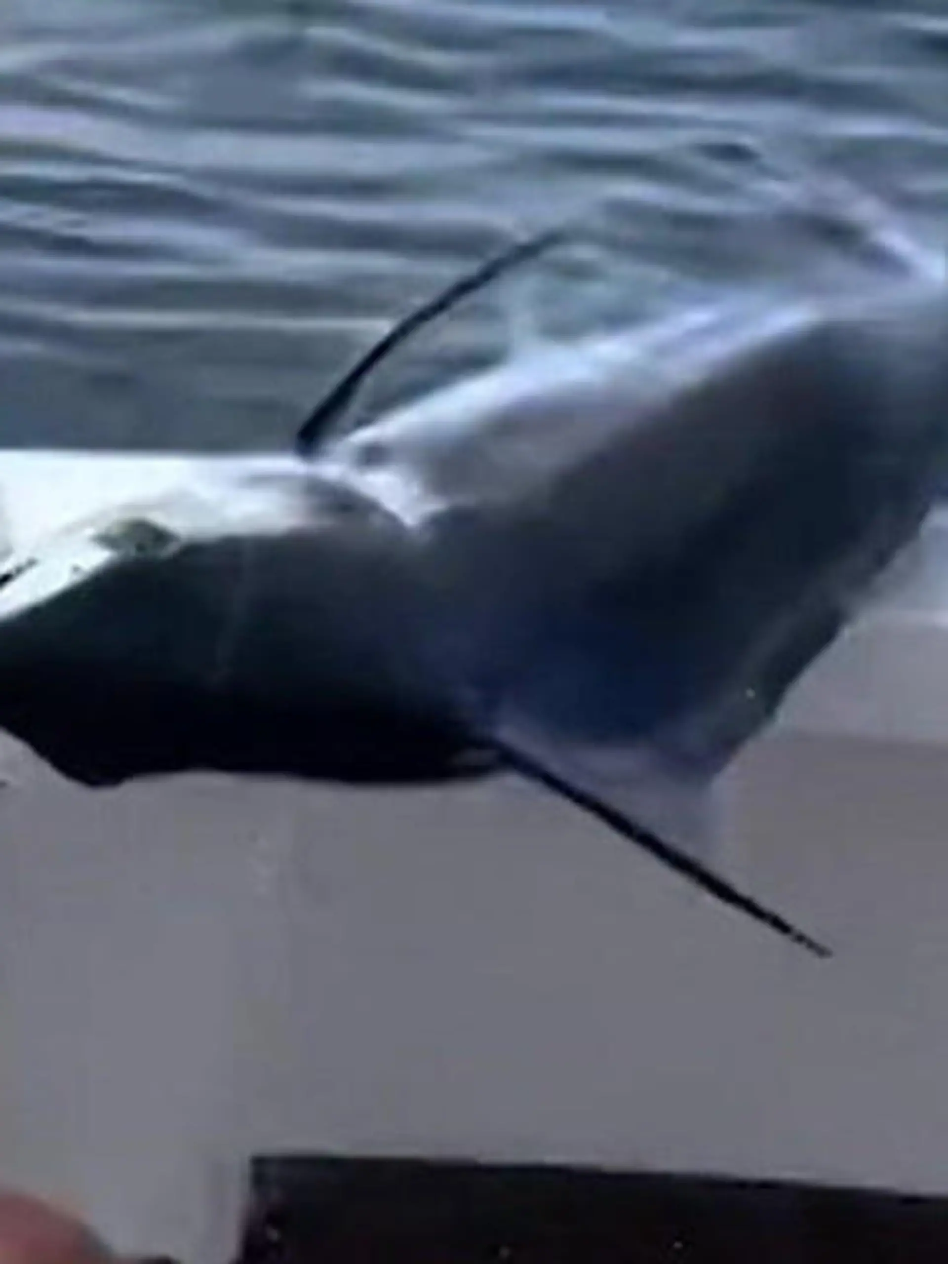 Bild zu: "Das könnte sein letzter Fang sein! Speerfisch trifft Fischer am Körper"