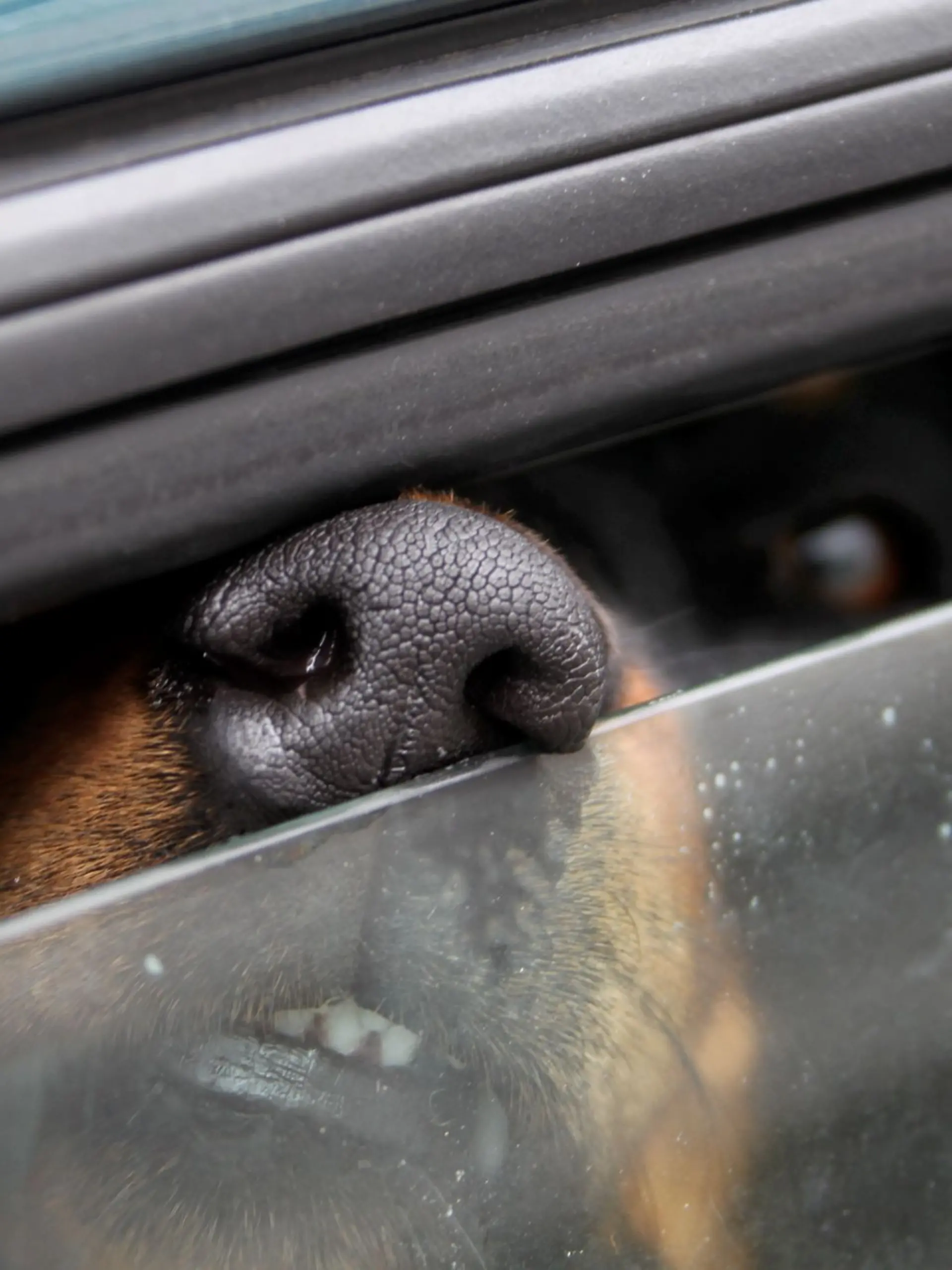 Bild zu: "Besitzer gehen anderthalb Stunden Schnäppchen shoppen- Hund stirbt im Hitze-Auto!"